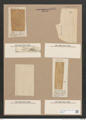 Navicula sp. (de-Toni-Nr.: Genus 1) Zeichnungen Sammlung Grunow Nr. 1651 (NHMW-BOT-W0368211)